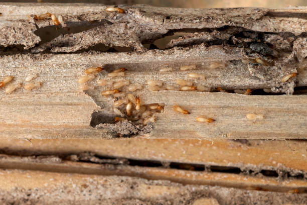 Best Cockroach Control Services  in Batavia, OH